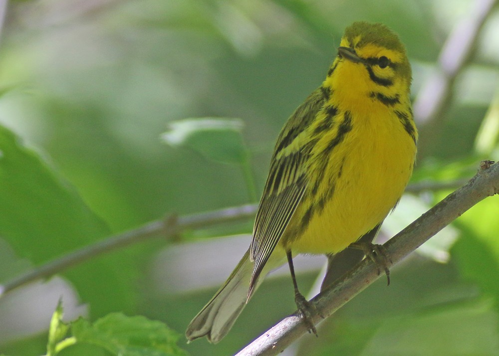 Prairie Warbler - Corey Finger