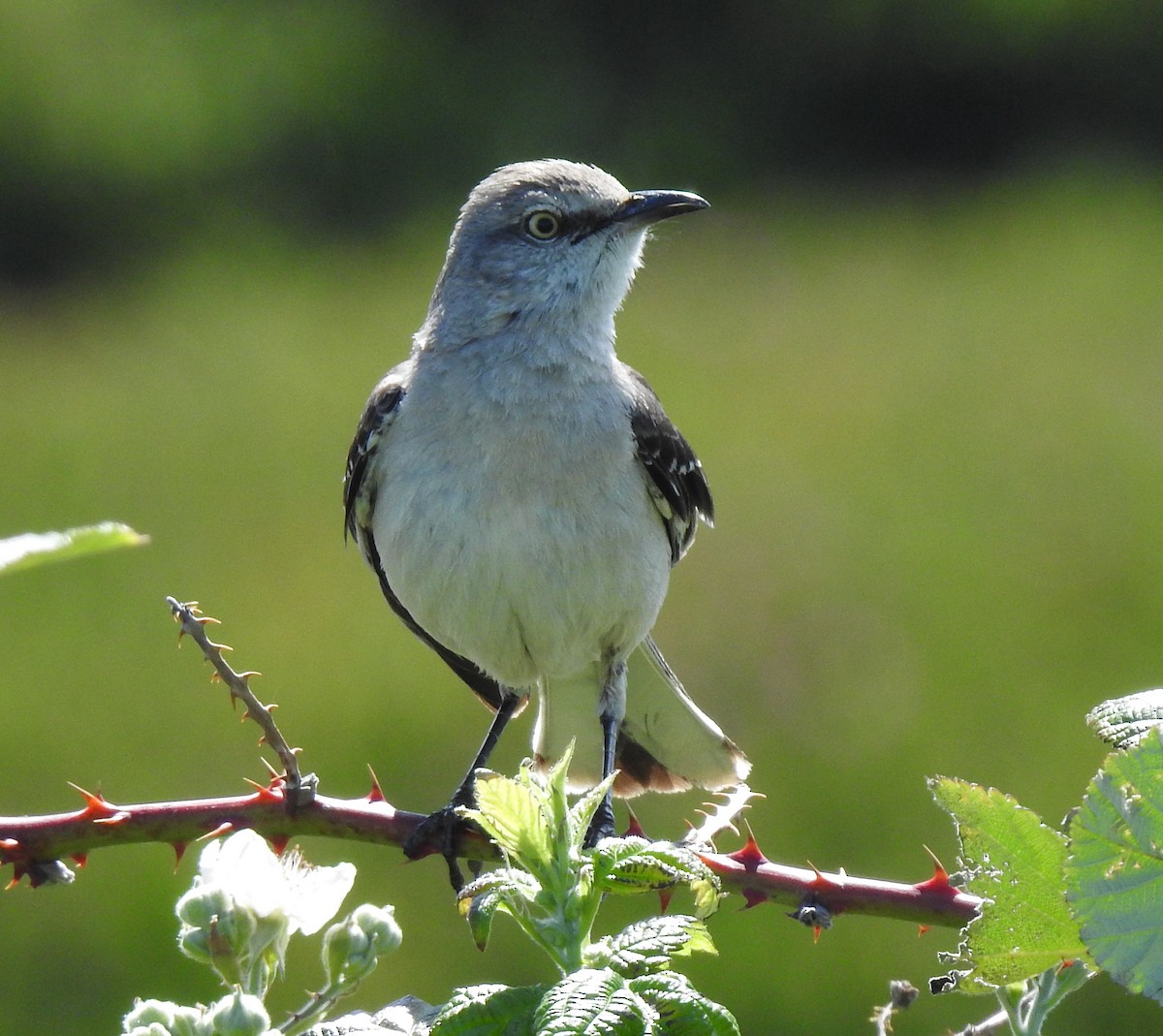 Northern Mockingbird - ML341604311