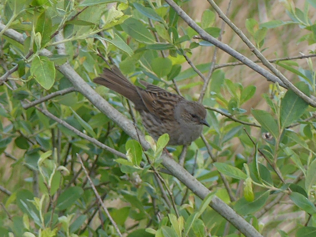 Dunnock - ML341604321