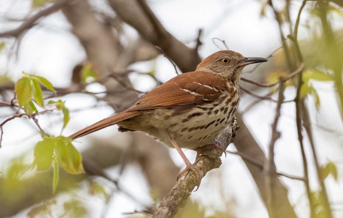 Brown Thrasher - ML341604331