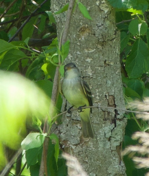 tyranovec olšový - ML341604351