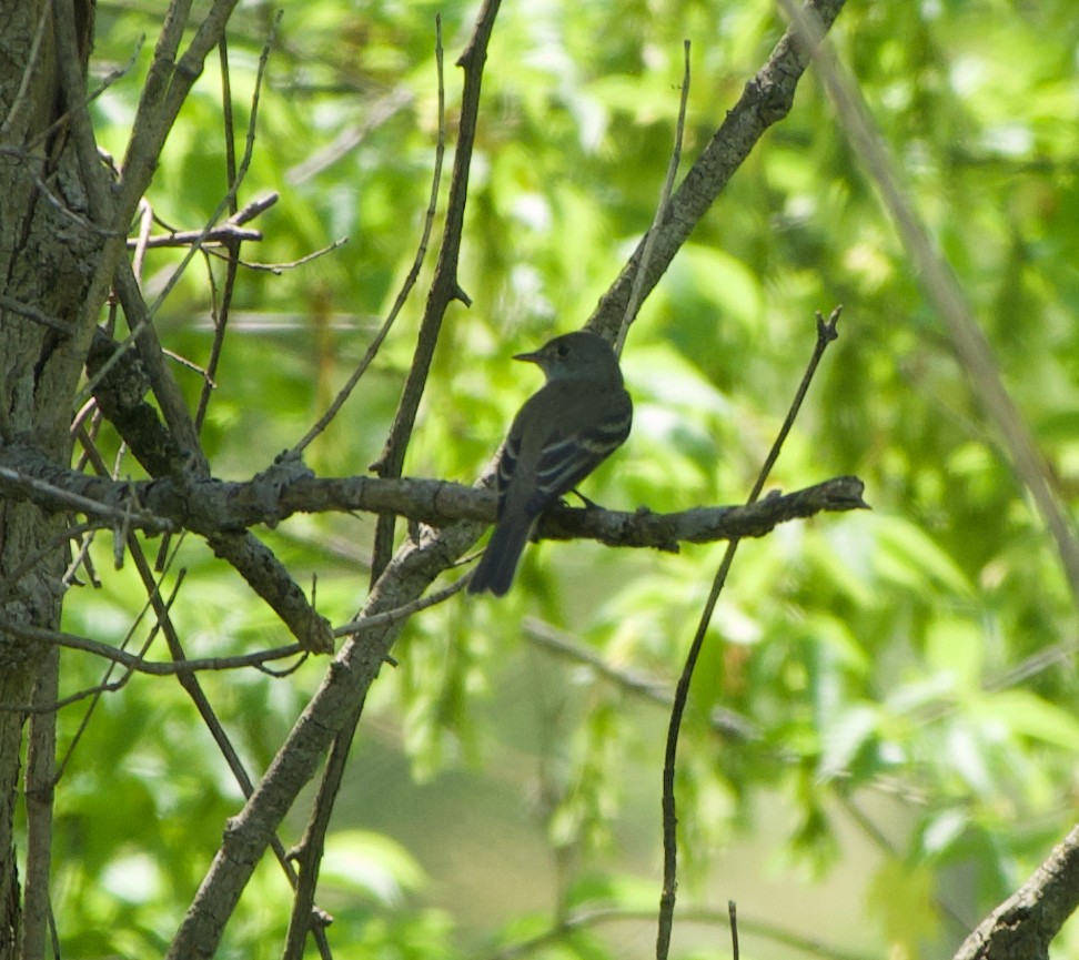 tyranovec olšový - ML341604361