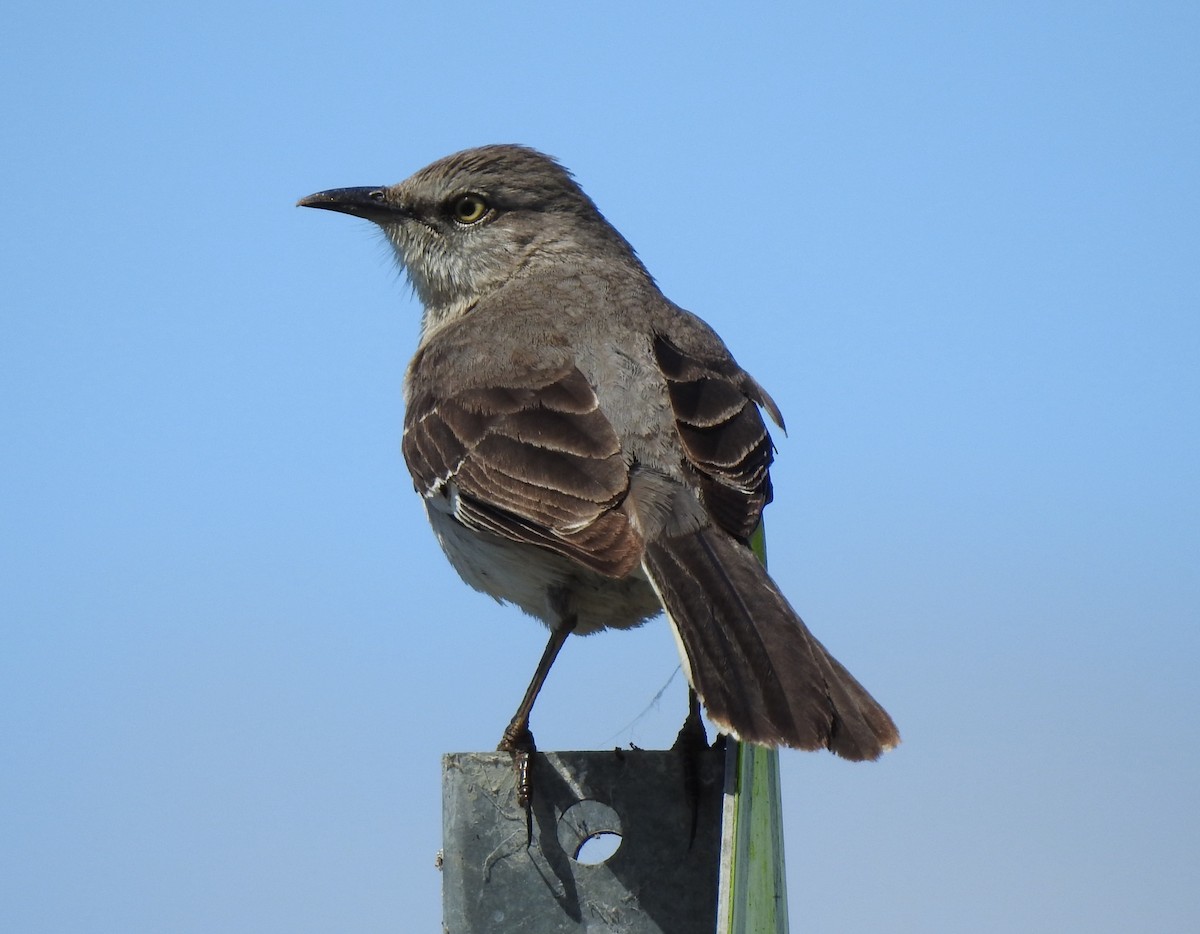 Northern Mockingbird - ML341604391