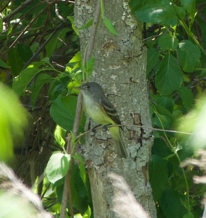 tyranovec olšový - ML341604401