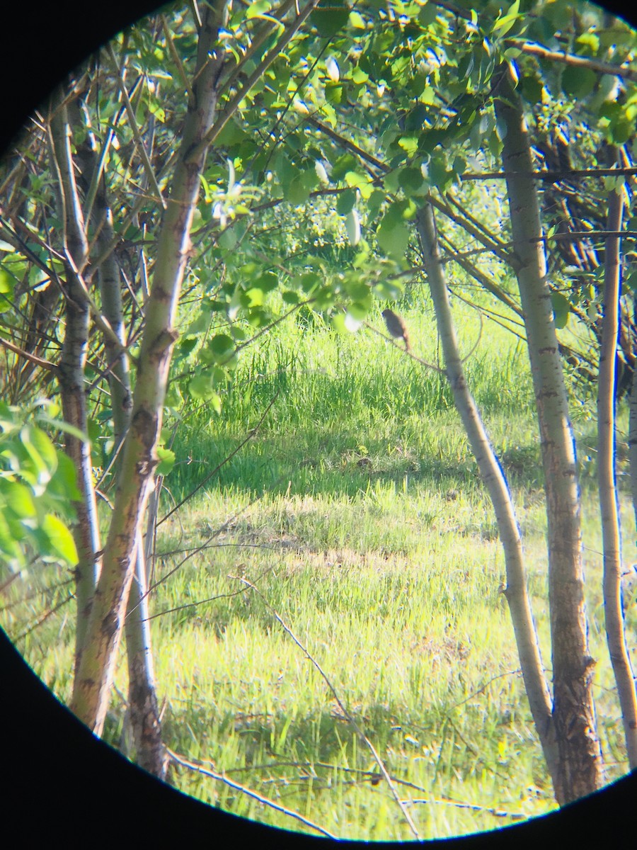Common Redstart - ML341604651