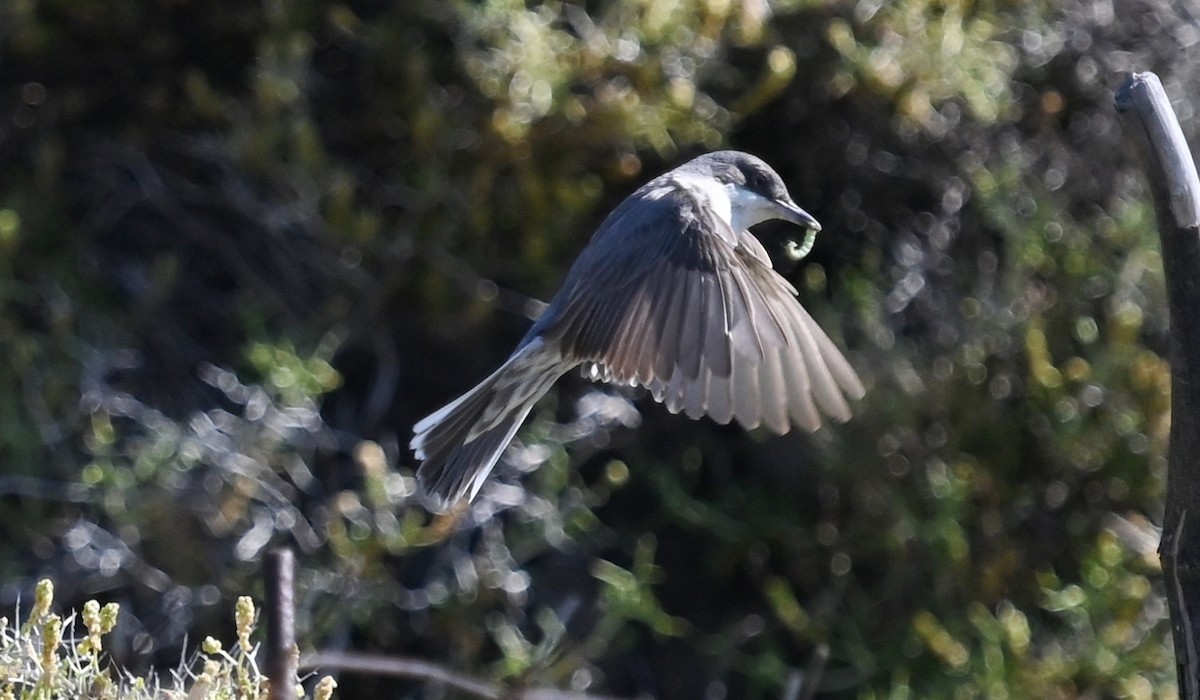 Eastern Orphean Warbler - ML341605201