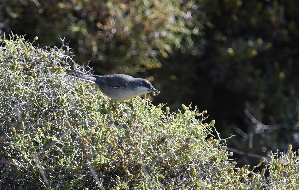 Eastern Orphean Warbler - ML341606111