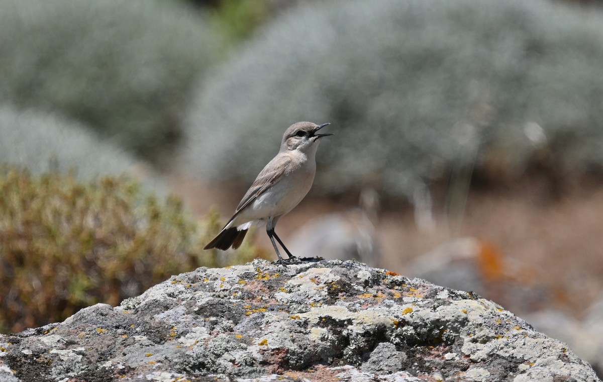 Isabelline Wheatear - ML341607251