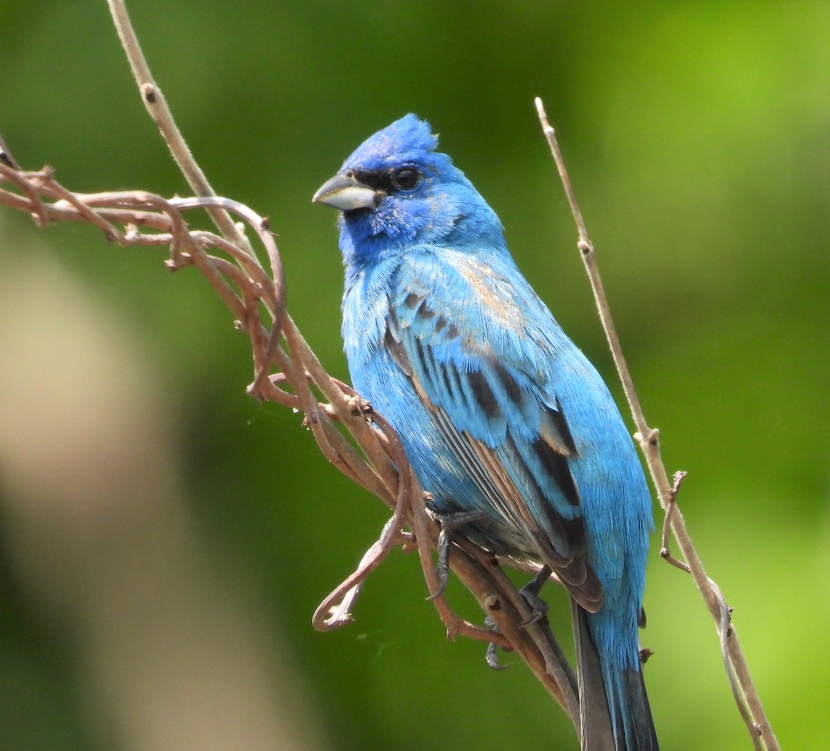 Indigo Bunting - ML341607741