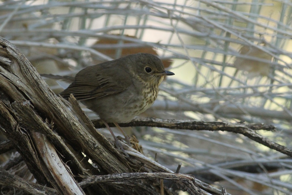 Swainson's Thrush - Ryan Terrill