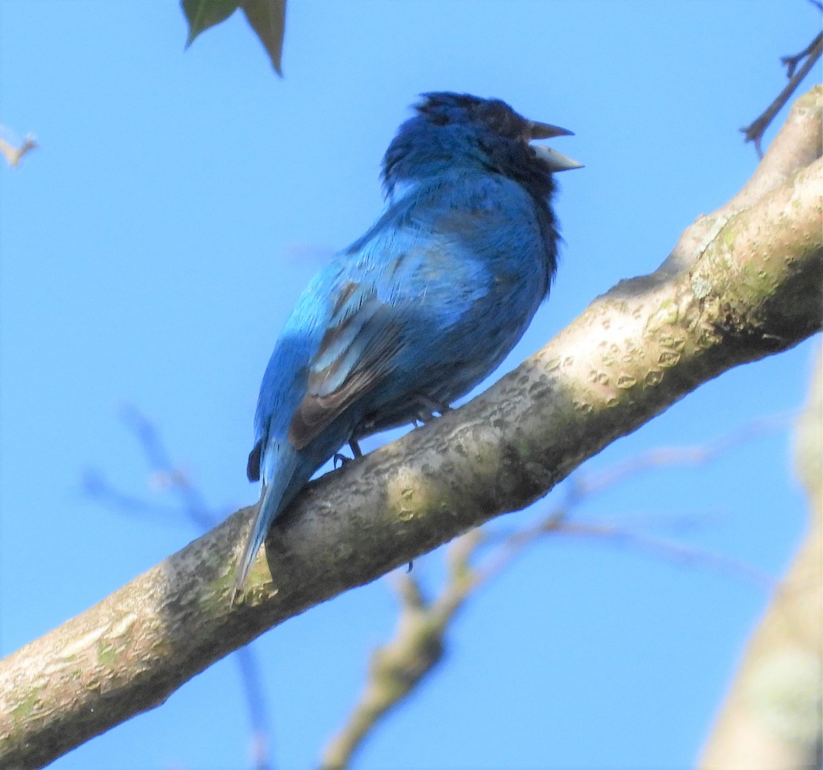 Indigo Bunting - ML341607771