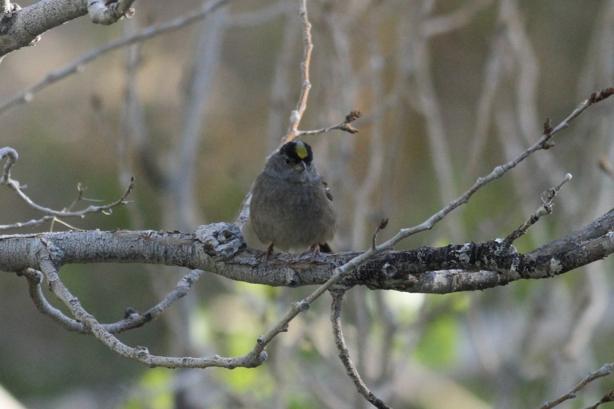 Golden-crowned Sparrow - ML341608041
