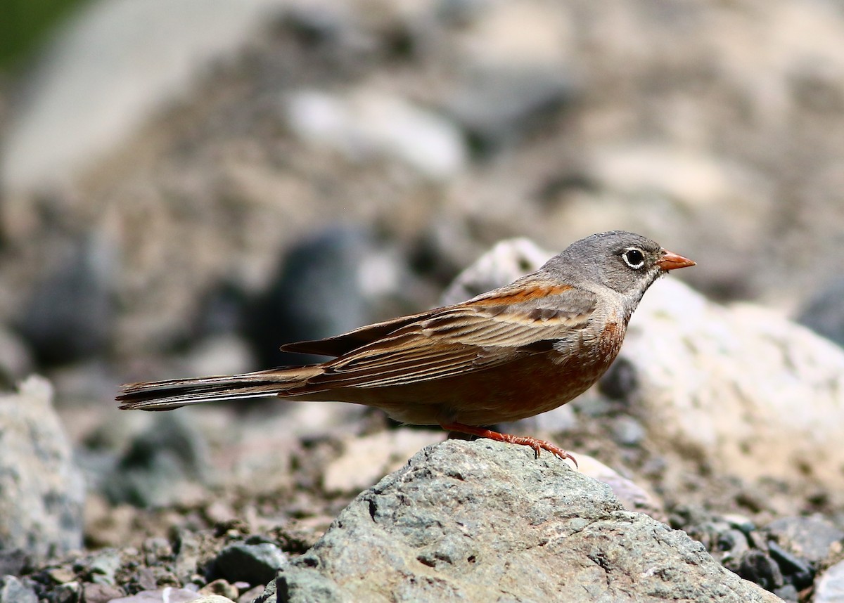 Gray-necked Bunting - ML341608571