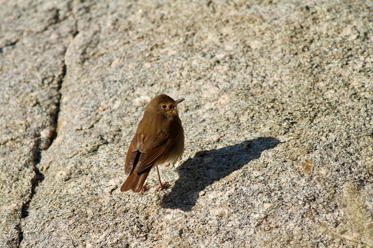 Swainson's Thrush - Ryan Terrill