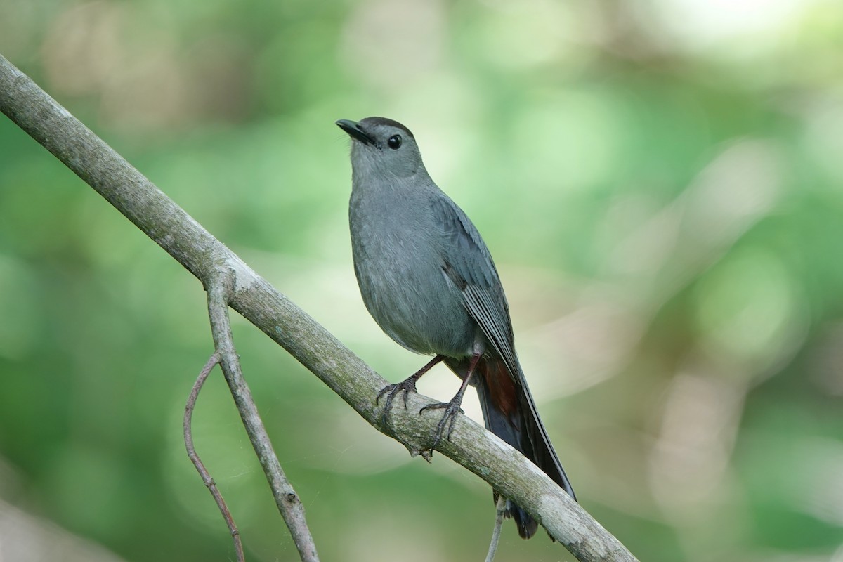 Gray Catbird - Dawn Hannay