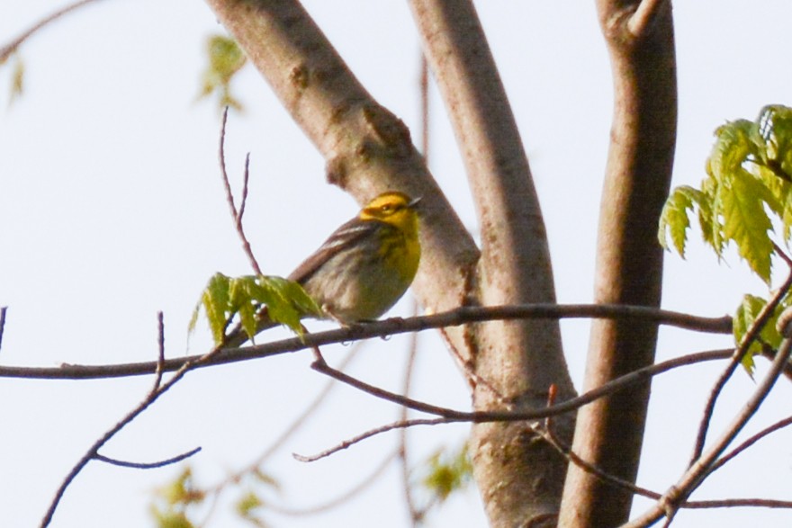 Townsend's Warbler - ML341609631