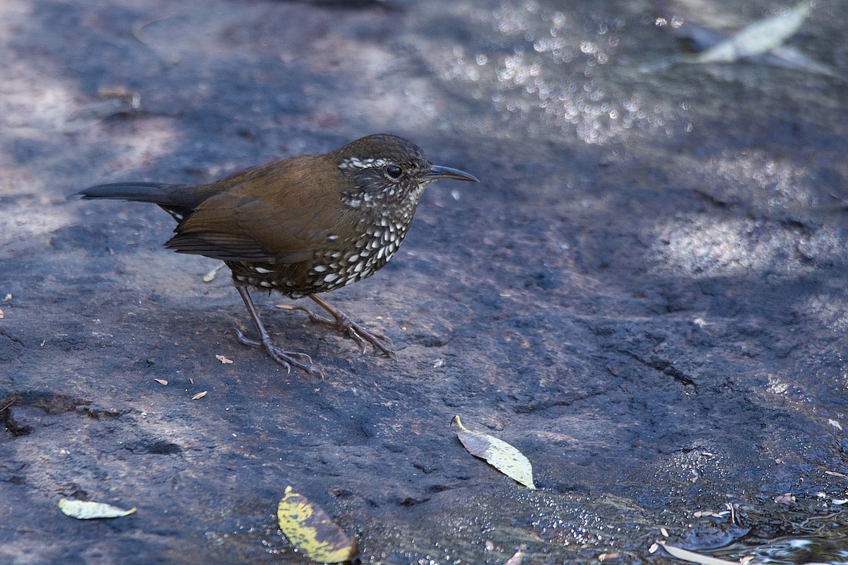 Sharp-tailed Streamcreeper - ML341612281