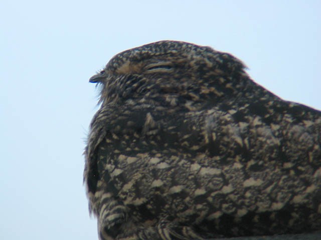 Common Nighthawk - ML34161361