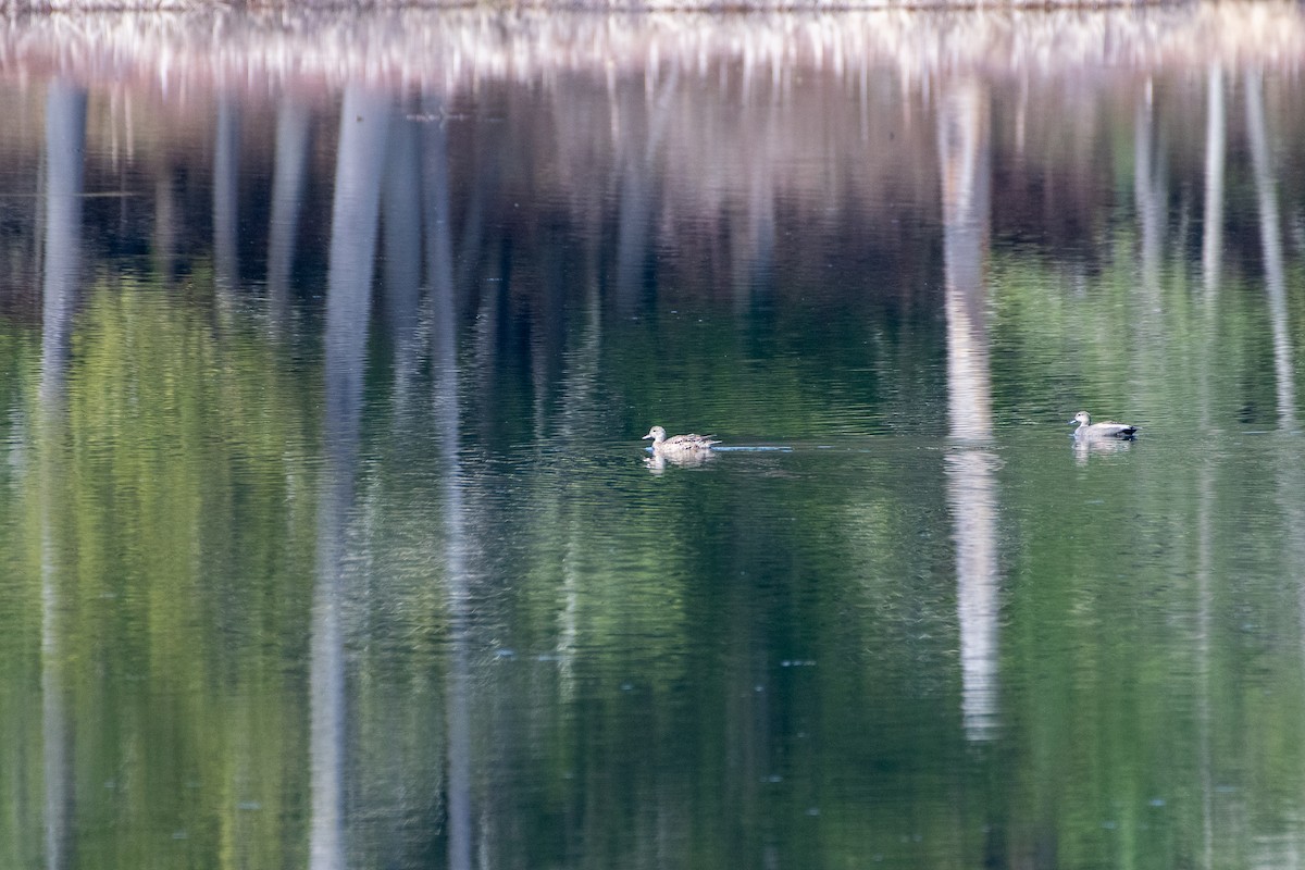 Gadwall - ML341613691