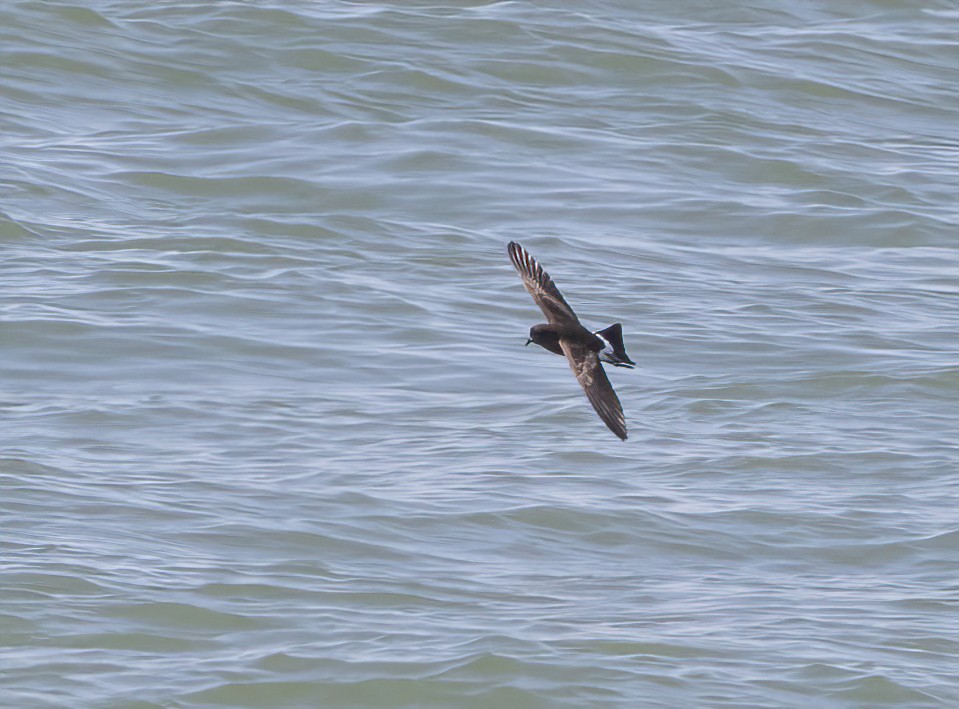 Wilson's Storm-Petrel - barbara taylor