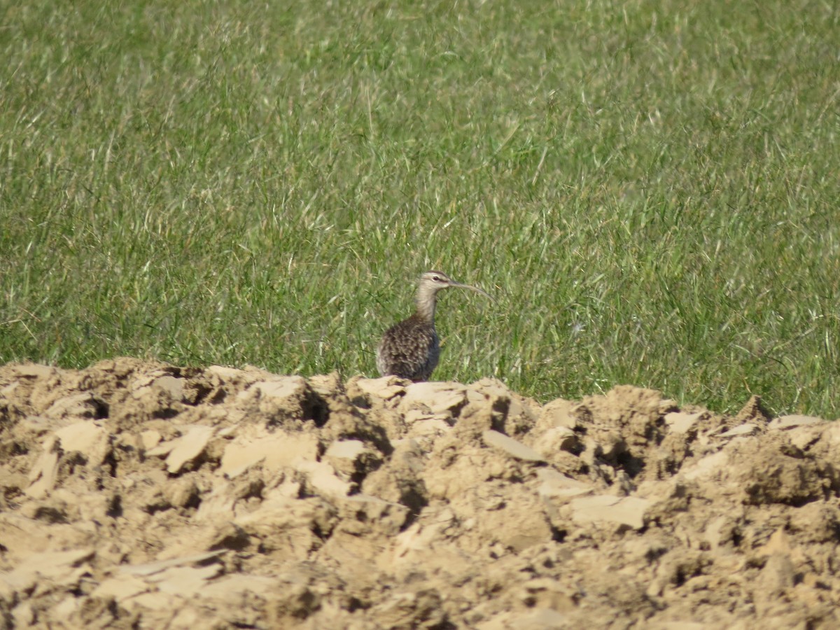 Whimbrel (European) - ML341614051