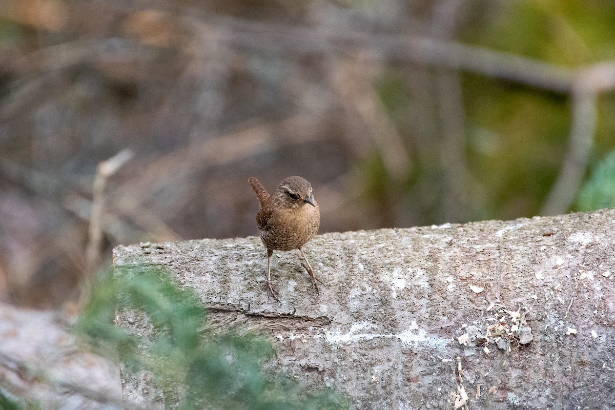 Winter Wren - ML341614081