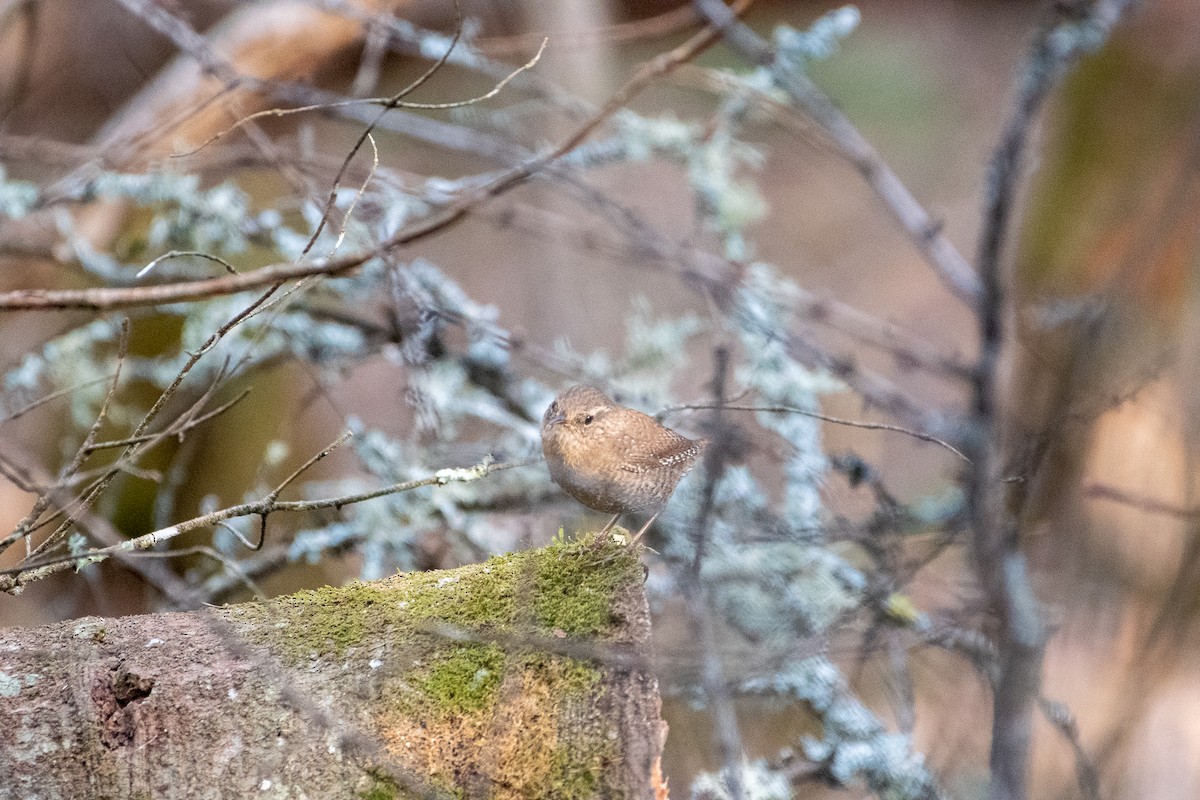 Winter Wren - ML341614091