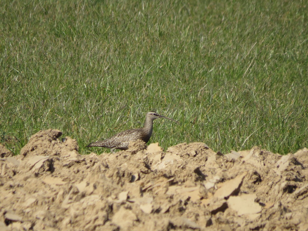 Whimbrel (European) - ML341614131