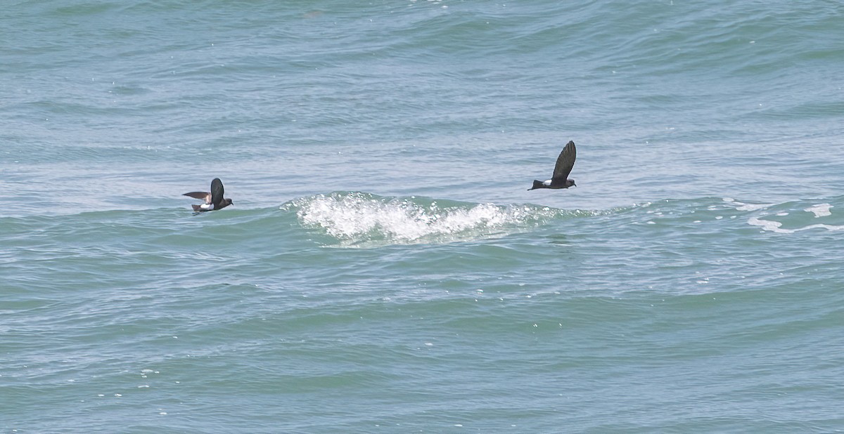 Wilson's Storm-Petrel - ML341614211