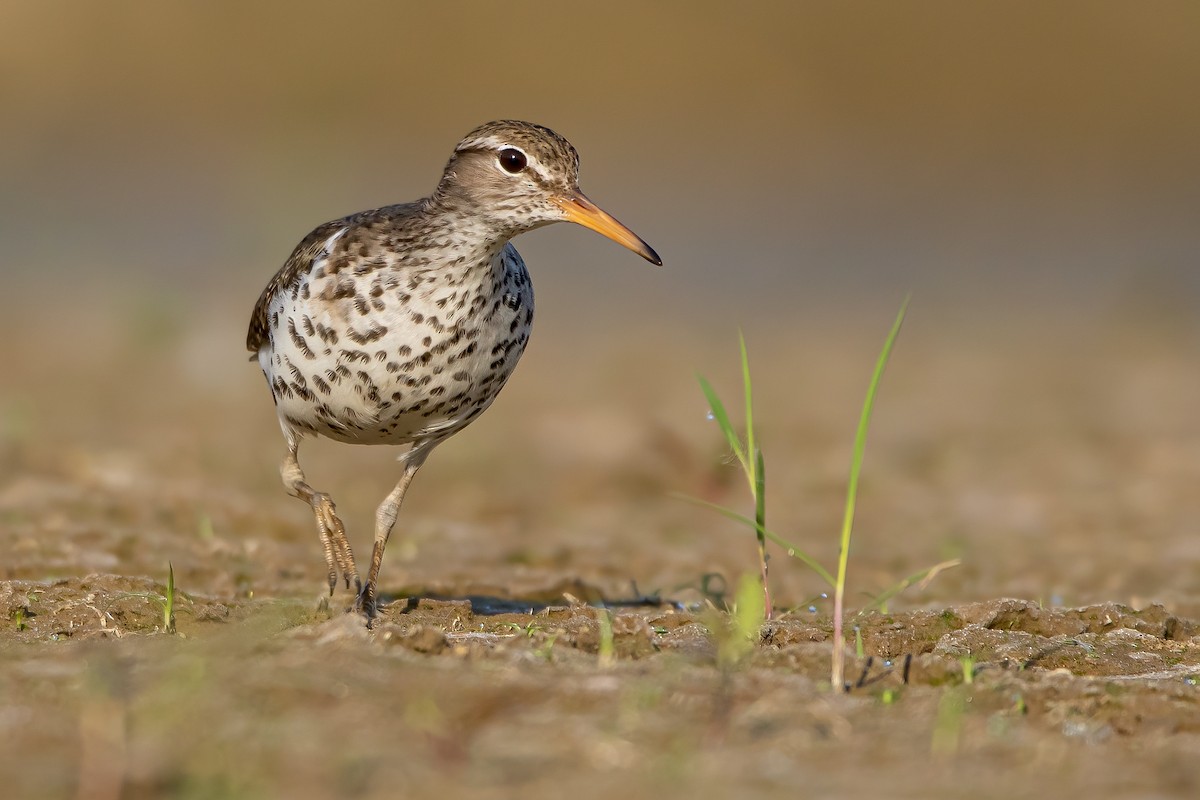 Spotted Sandpiper - Matthew Plante