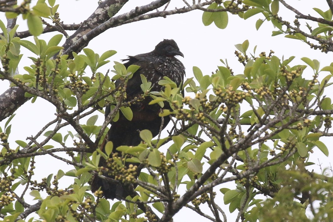 Crested Guan - ML34161461