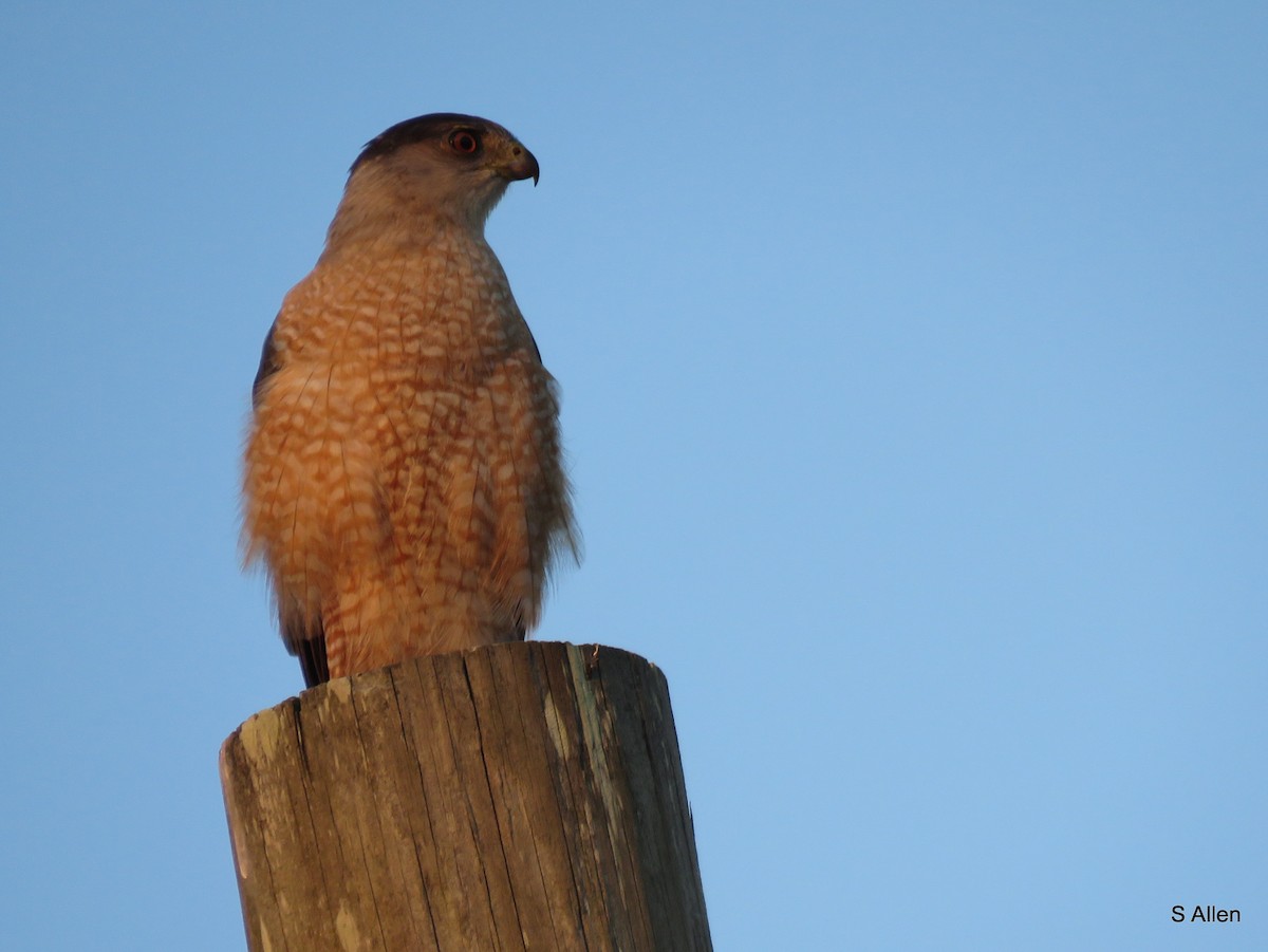 Cooper's Hawk - Lee Allen