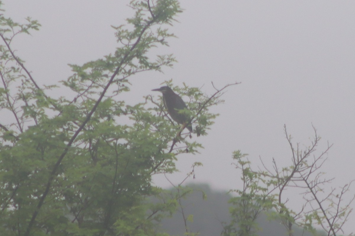 Green Heron - ML341614971