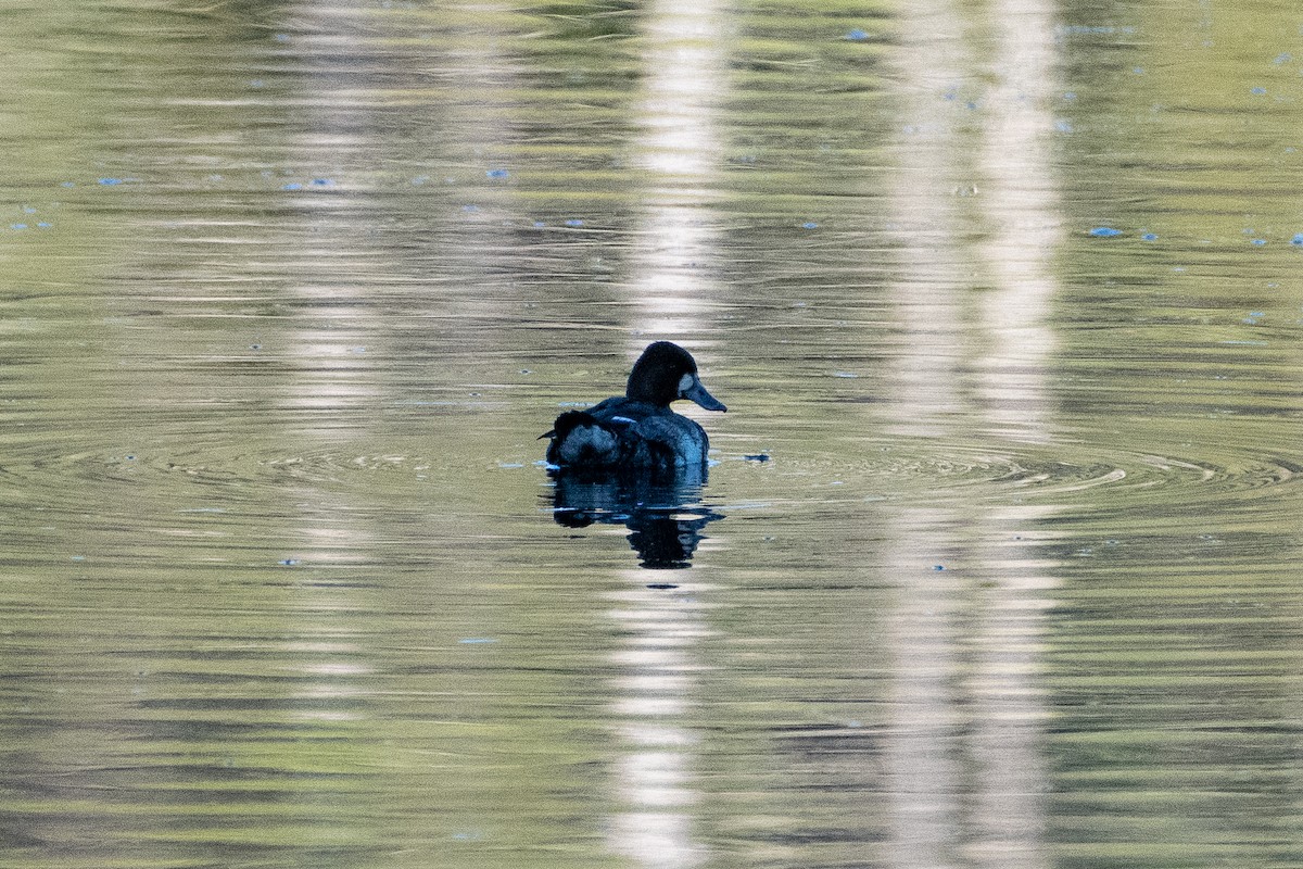 Lesser Scaup - ML341615031