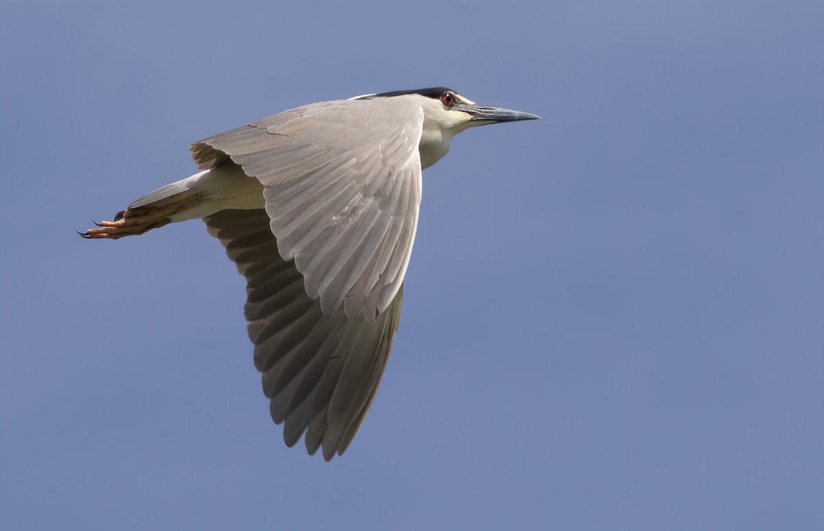 Black-crowned Night Heron - ML341615381