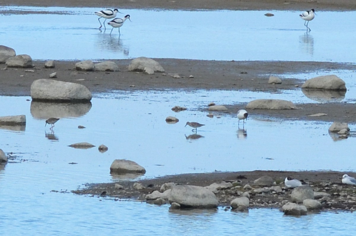 Red Knot - ML341615511