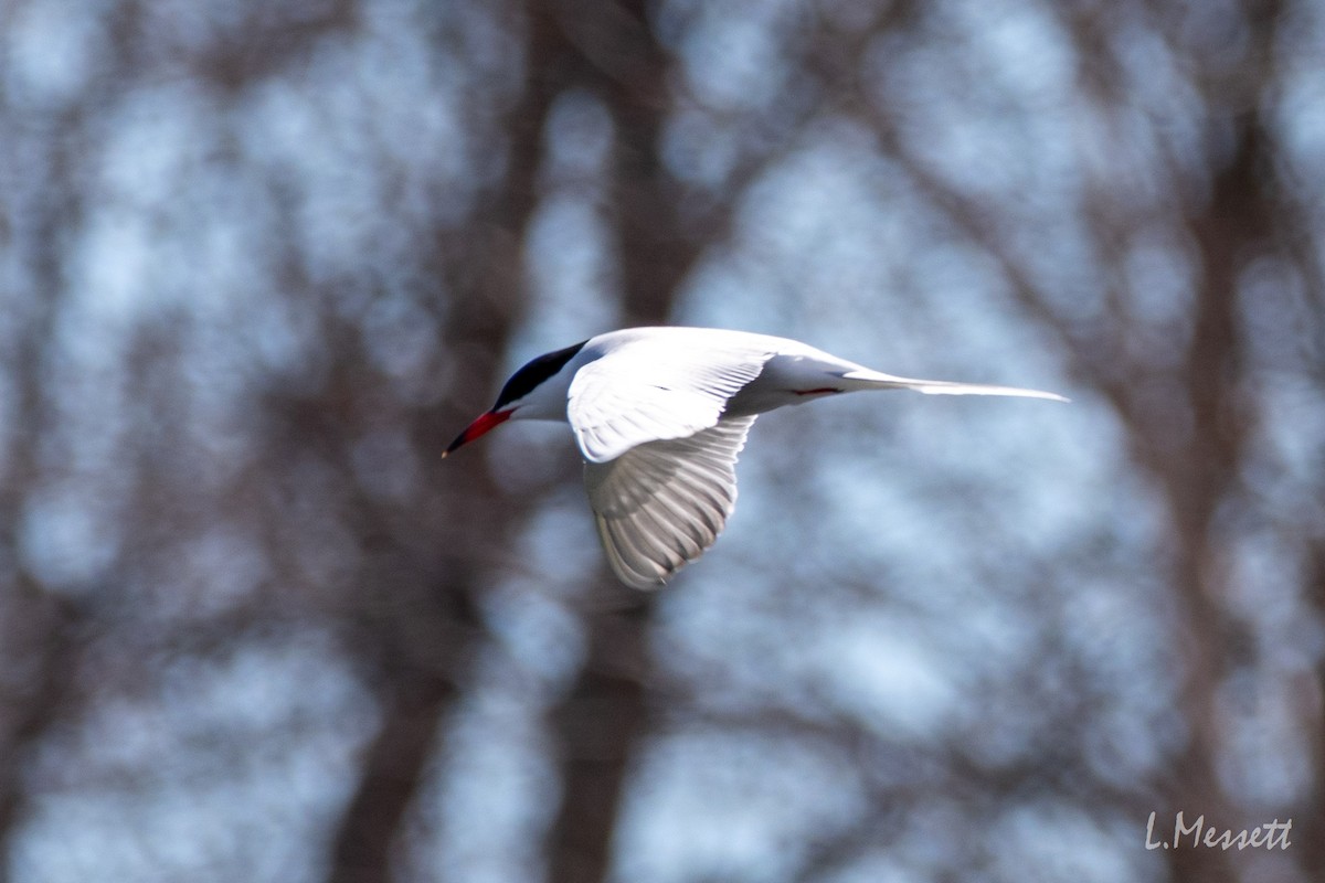 Common Tern - ML341617511