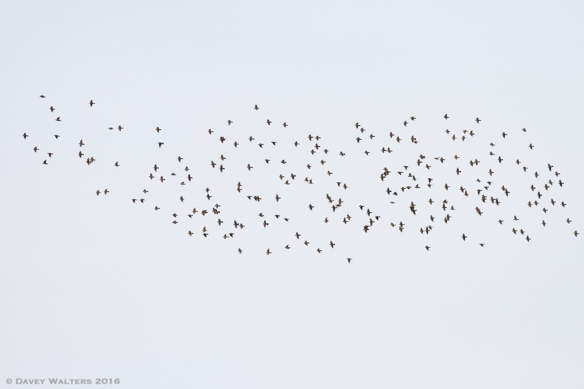 European Starling - ML34161791