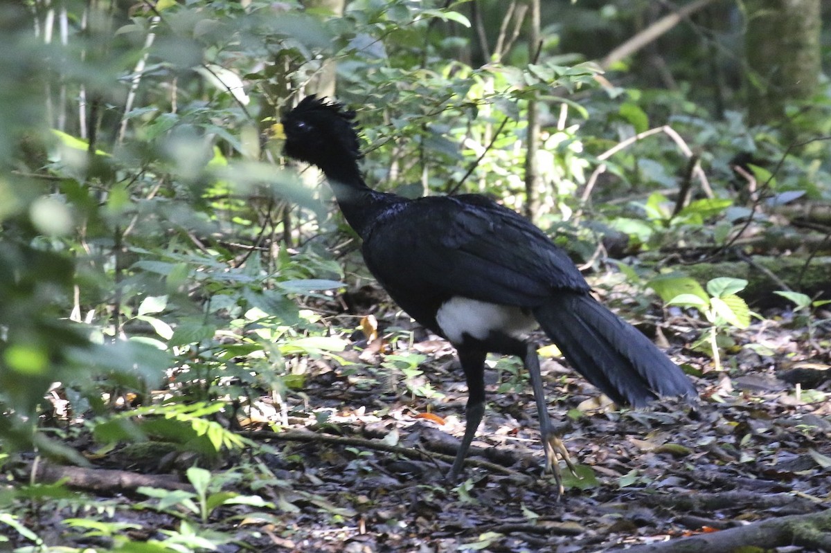 Great Curassow - ML34161811