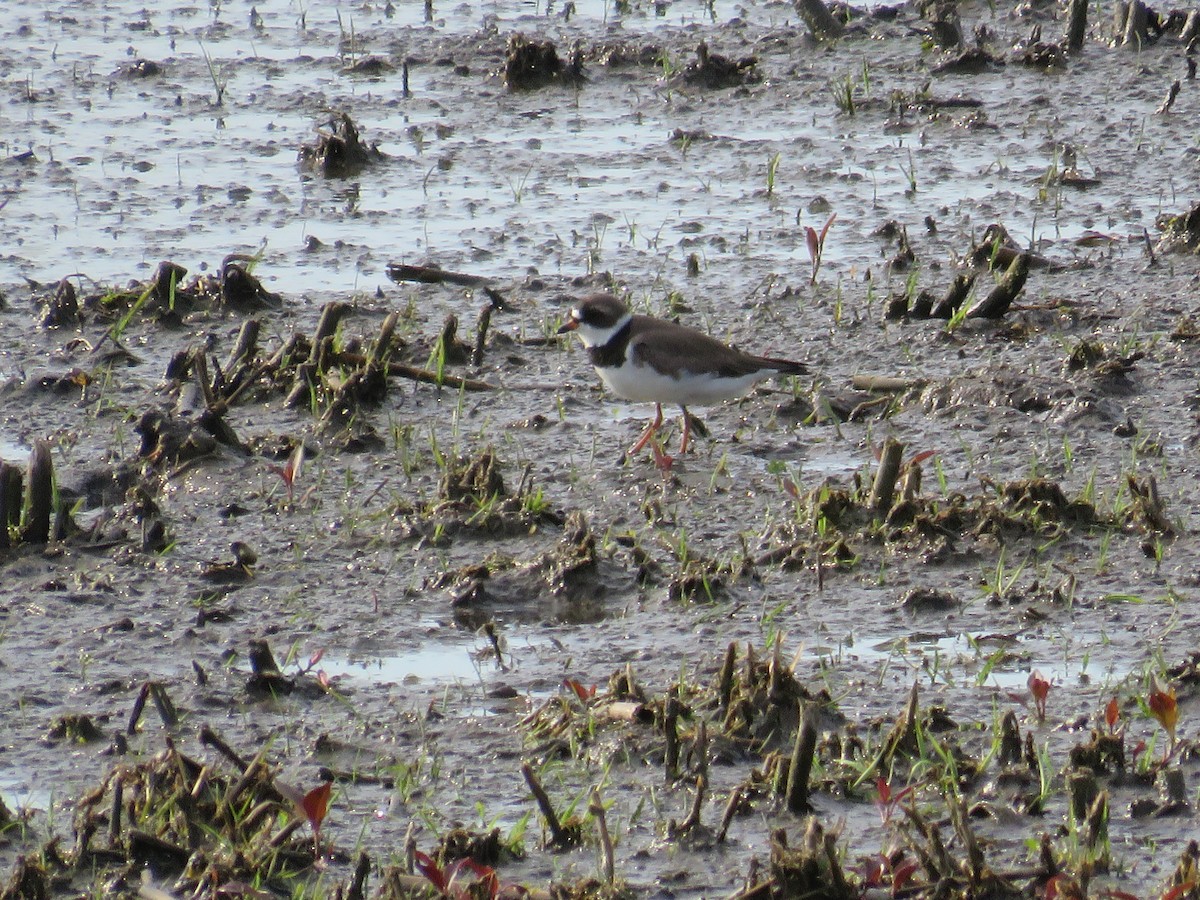 Semipalmated Plover - ML341618251