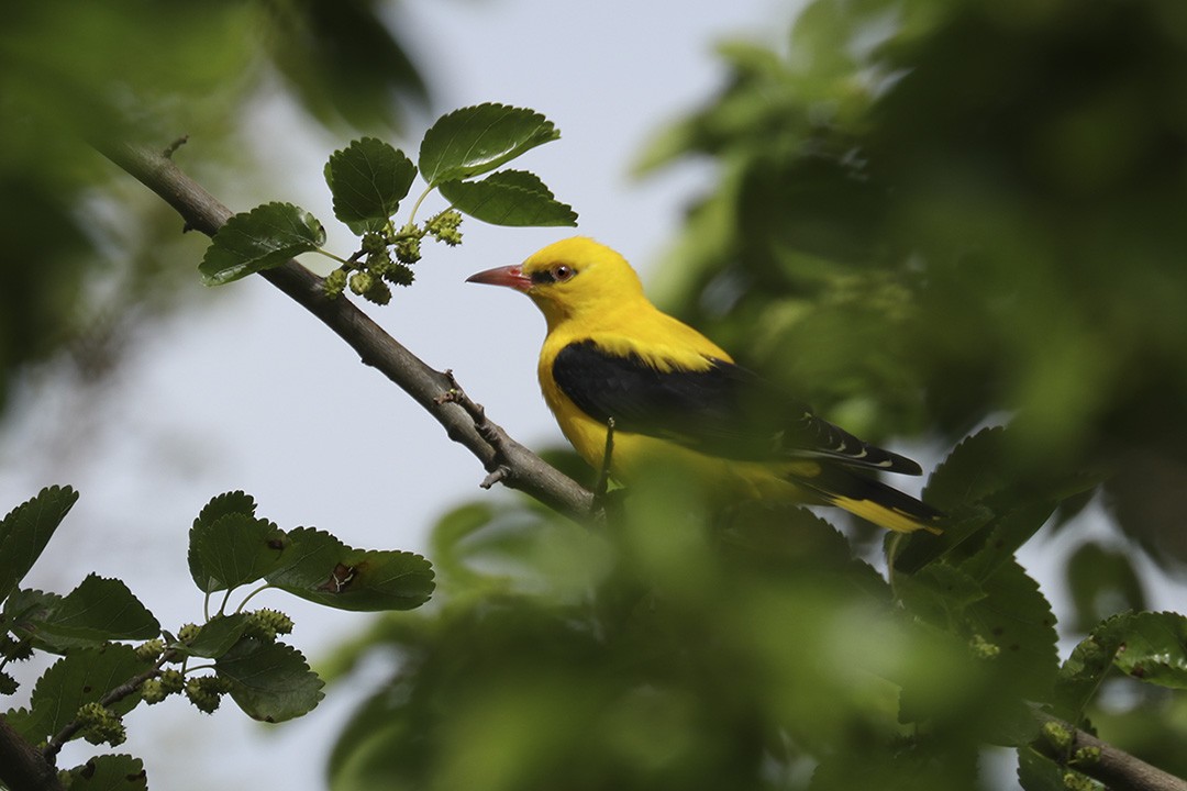 Eurasian Golden Oriole - ML341619031