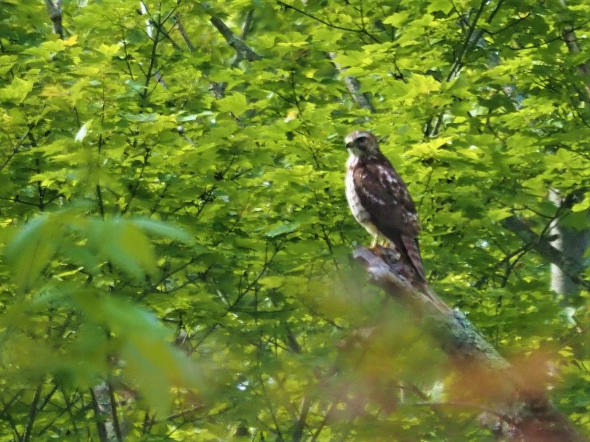 Broad-winged Hawk - ML341619811