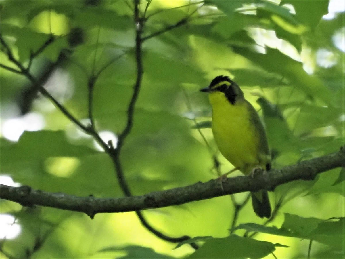 Kentucky Warbler - ML341620061