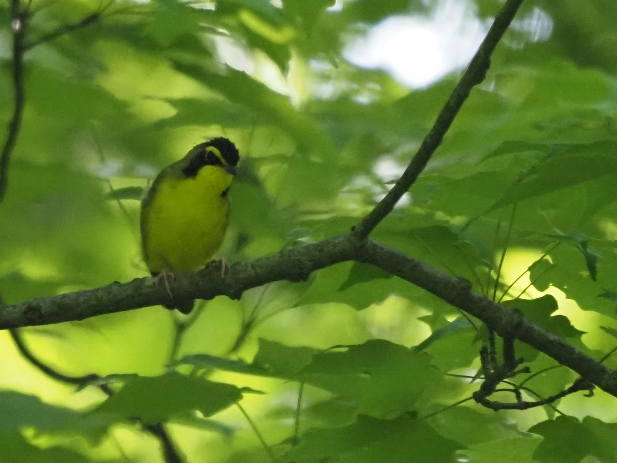 Kentucky Warbler - ML341620071