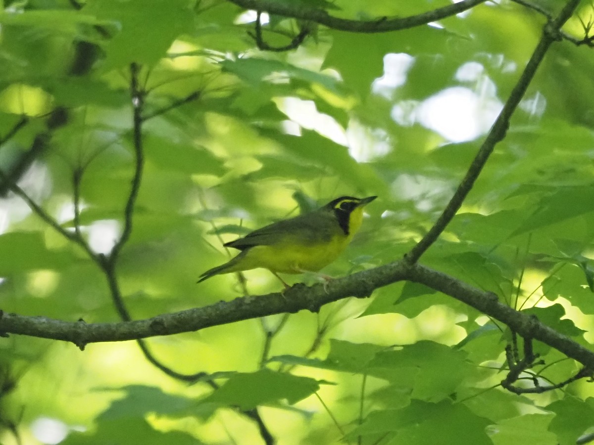 Kentucky Warbler - ML341620091
