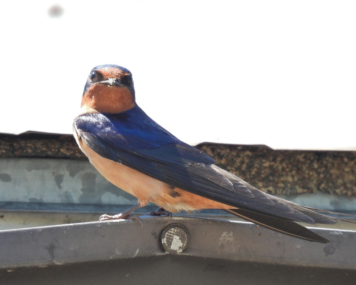 Barn Swallow - Jay Solanki