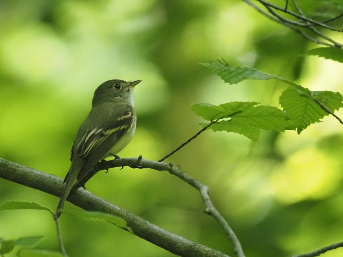 Acadian Flycatcher - ML341620431