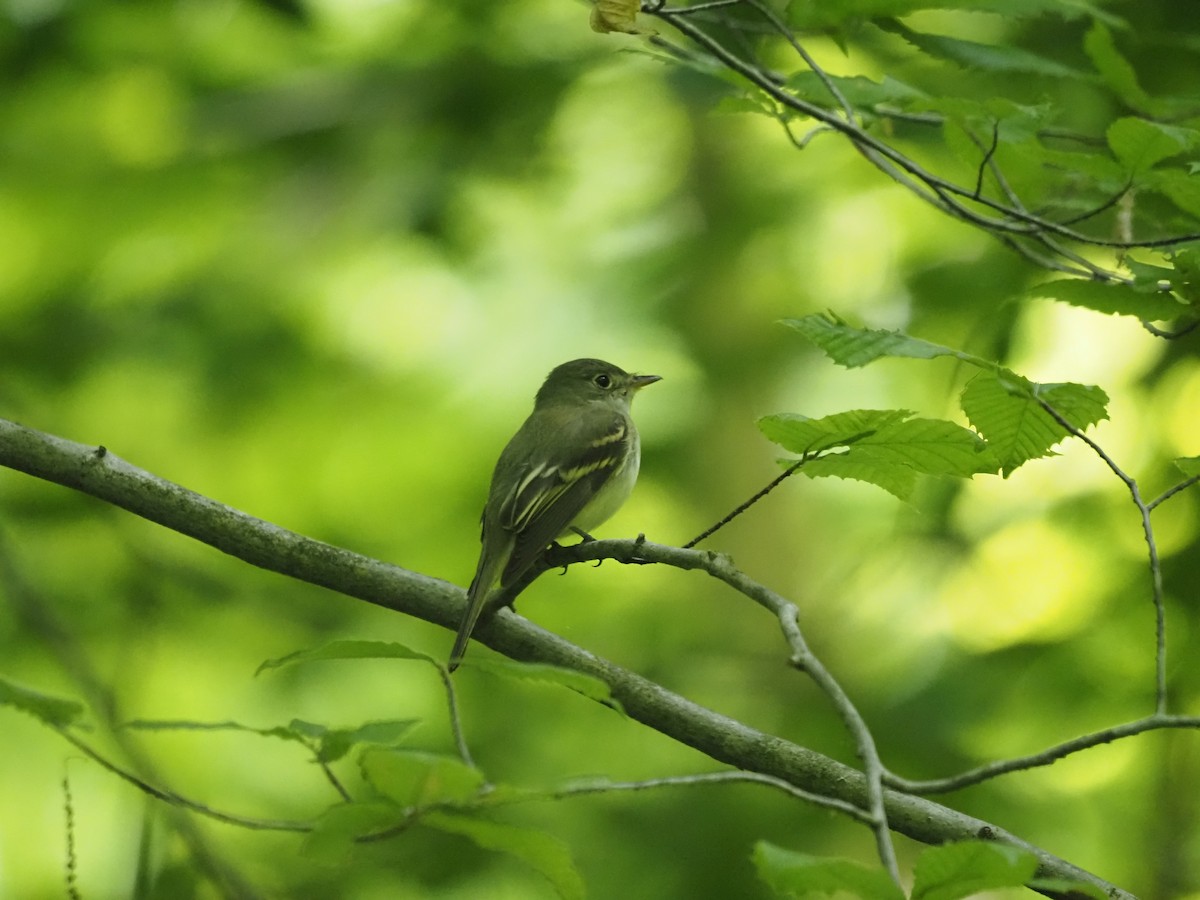 Acadian Flycatcher - ML341620681