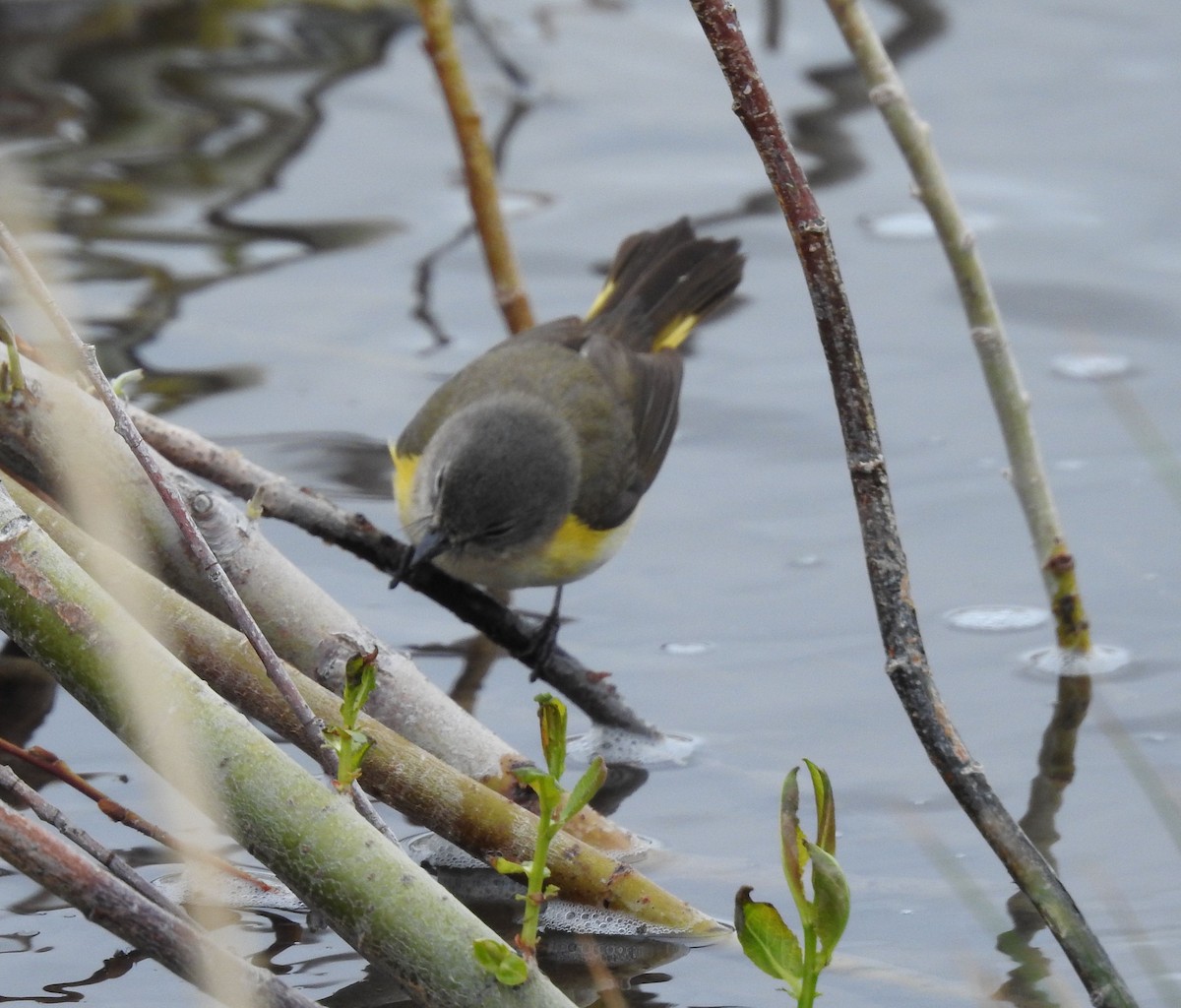 American Redstart - ML341620731