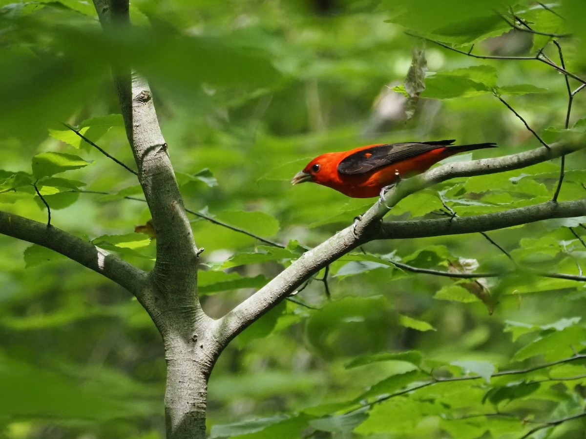 Piranga gorri-beltza - ML341620811